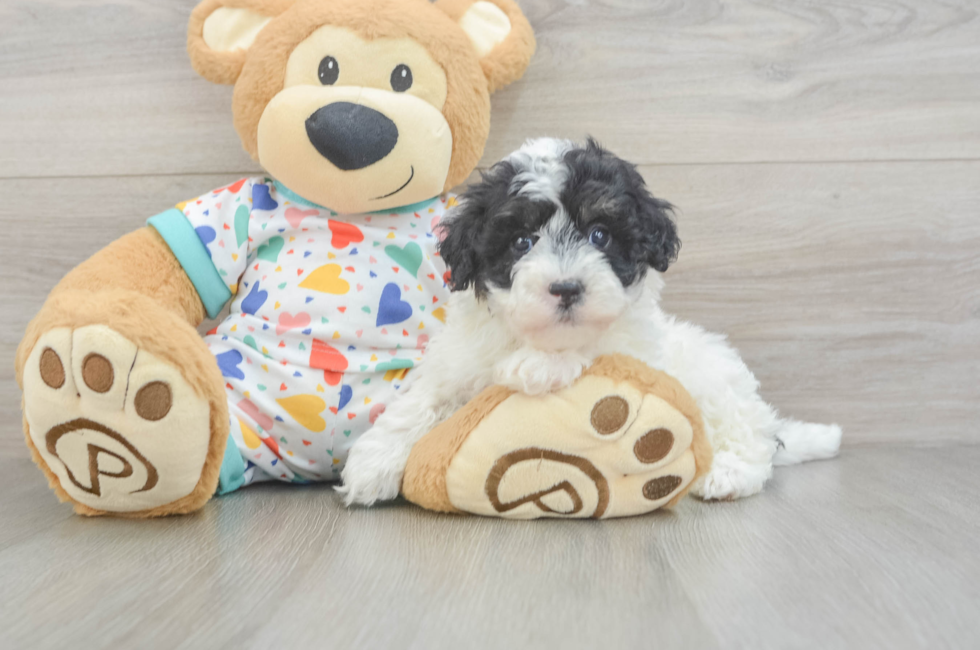 5 week old Havapoo Puppy For Sale - Simply Southern Pups