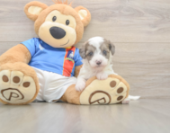 6 week old Havapoo Puppy For Sale - Simply Southern Pups