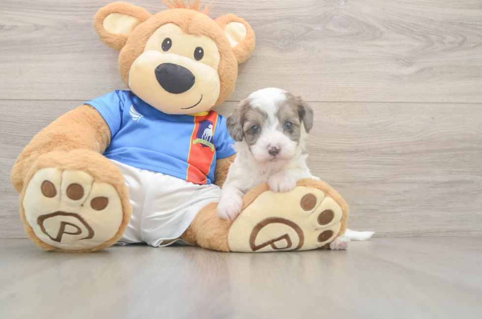 5 week old Havapoo Puppy For Sale - Simply Southern Pups