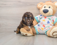 6 week old Havapoo Puppy For Sale - Simply Southern Pups