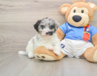 9 week old Havapoo Puppy For Sale - Simply Southern Pups