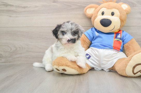 Havapoo Puppy for Adoption