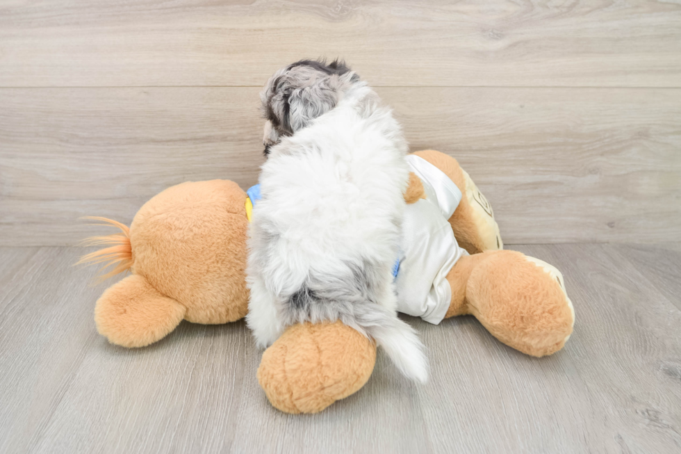 Havapoo Puppy for Adoption