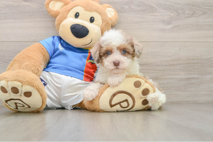 Havapoo Pup Being Cute