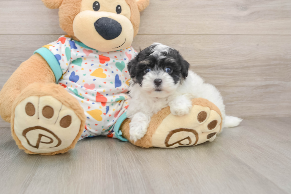 Havapoo Pup Being Cute