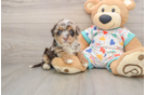Havapoo Pup Being Cute