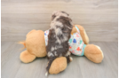 Funny Havapoo Poodle Mix Pup