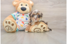 Popular Havapoo Poodle Mix Pup