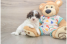 Hypoallergenic Havadoodle Poodle Mix Puppy