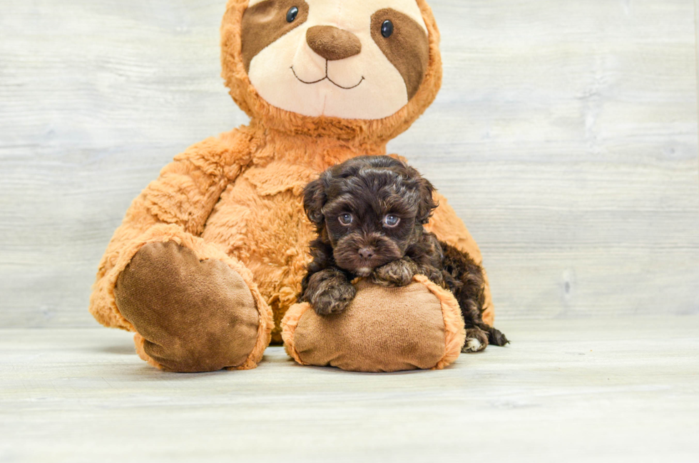 6 week old Havapoo Puppy For Sale - Simply Southern Pups