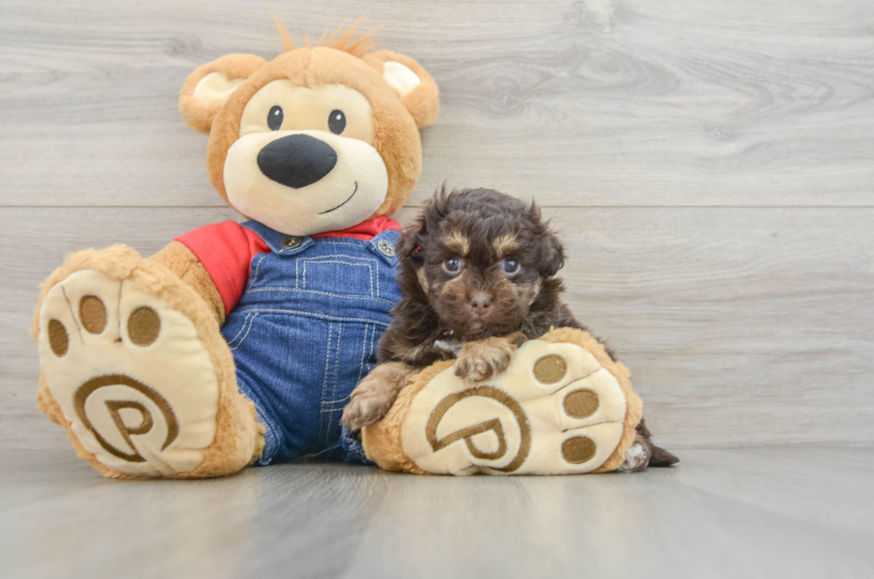 6 week old Havapoo Puppy For Sale - Simply Southern Pups