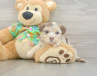 7 week old Havapoo Puppy For Sale - Simply Southern Pups