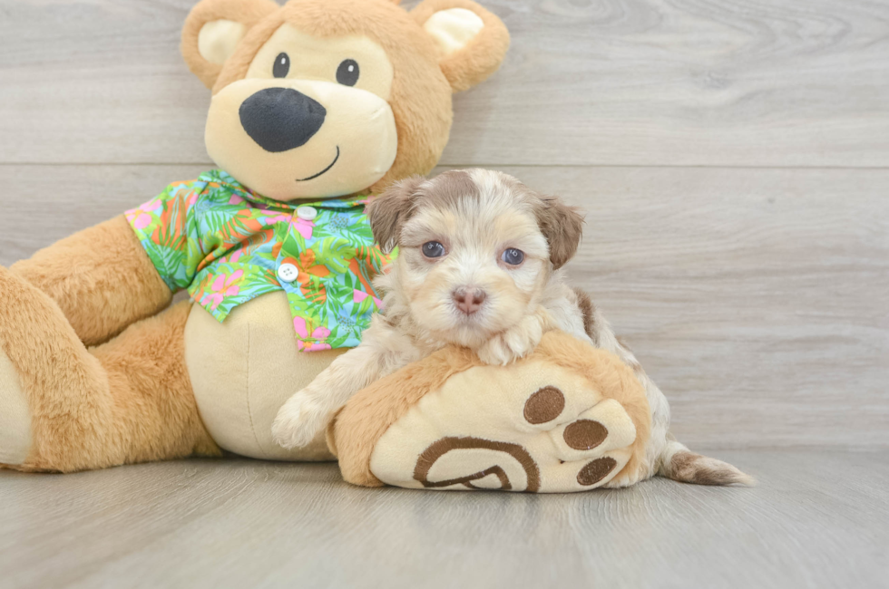 5 week old Havapoo Puppy For Sale - Simply Southern Pups