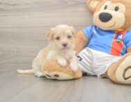 6 week old Havapoo Puppy For Sale - Simply Southern Pups