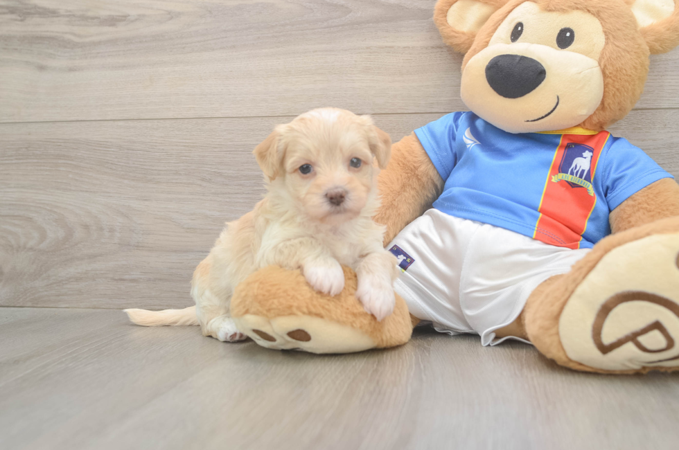 5 week old Havapoo Puppy For Sale - Simply Southern Pups