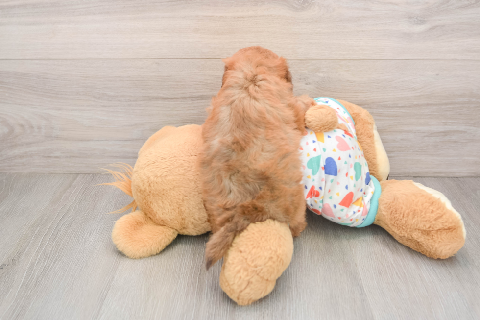 Havapoo Pup Being Cute