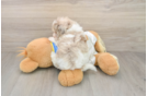 Small Havapoo Baby