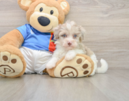 9 week old Havapoo Puppy For Sale - Simply Southern Pups