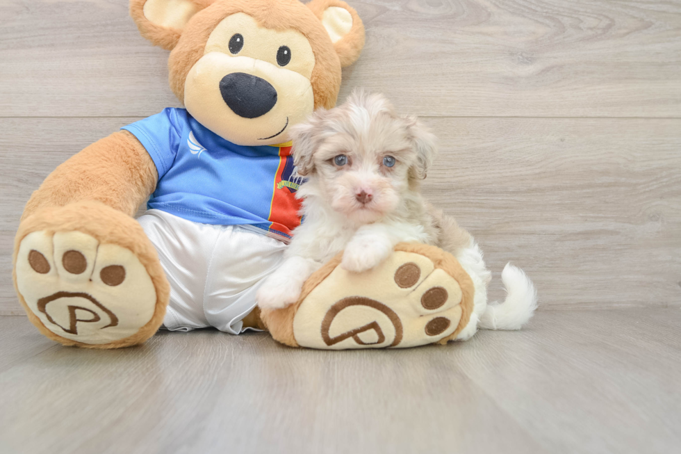 Popular Havapoo Poodle Mix Pup