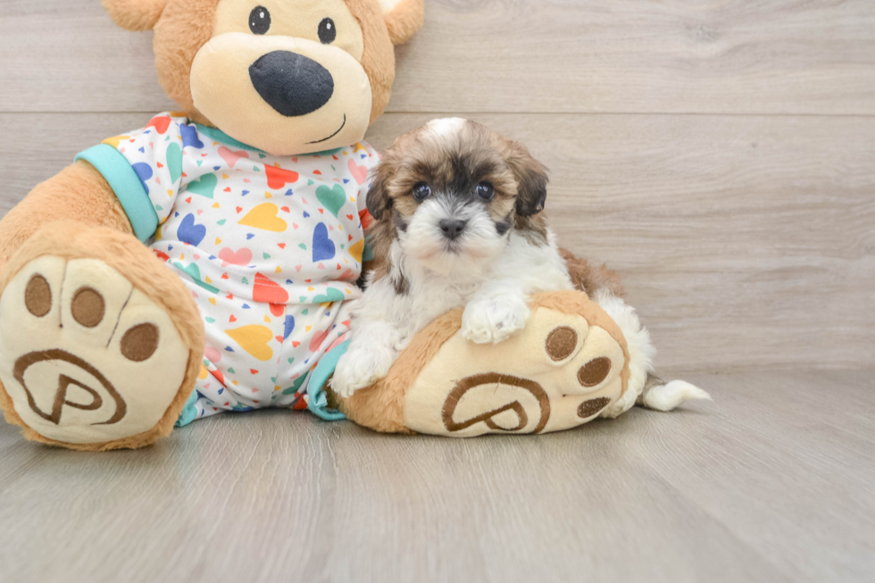 Havapoo Puppy for Adoption