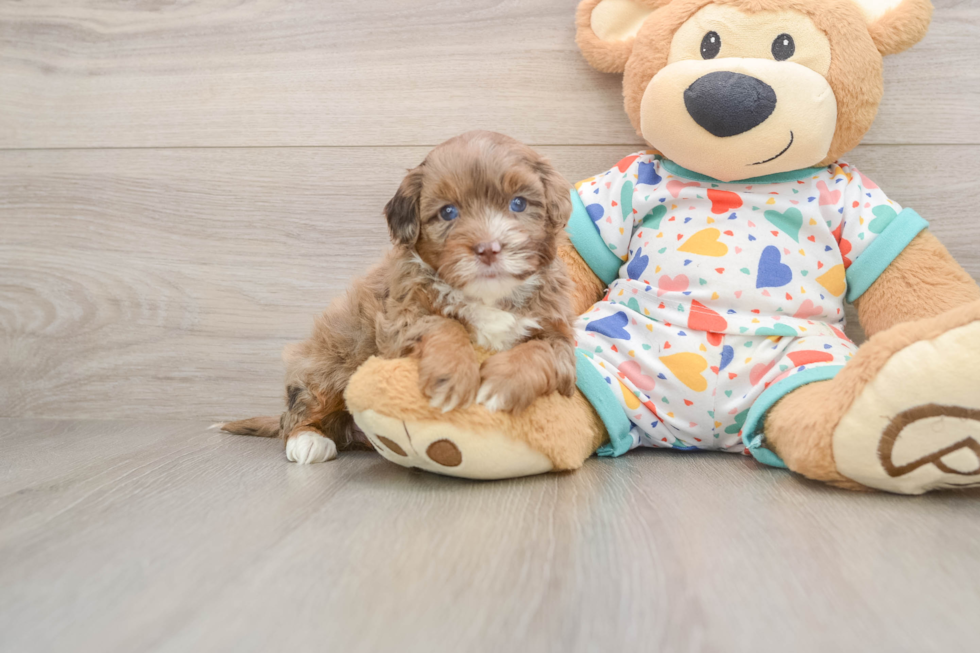 Petite Havapoo Poodle Mix Pup