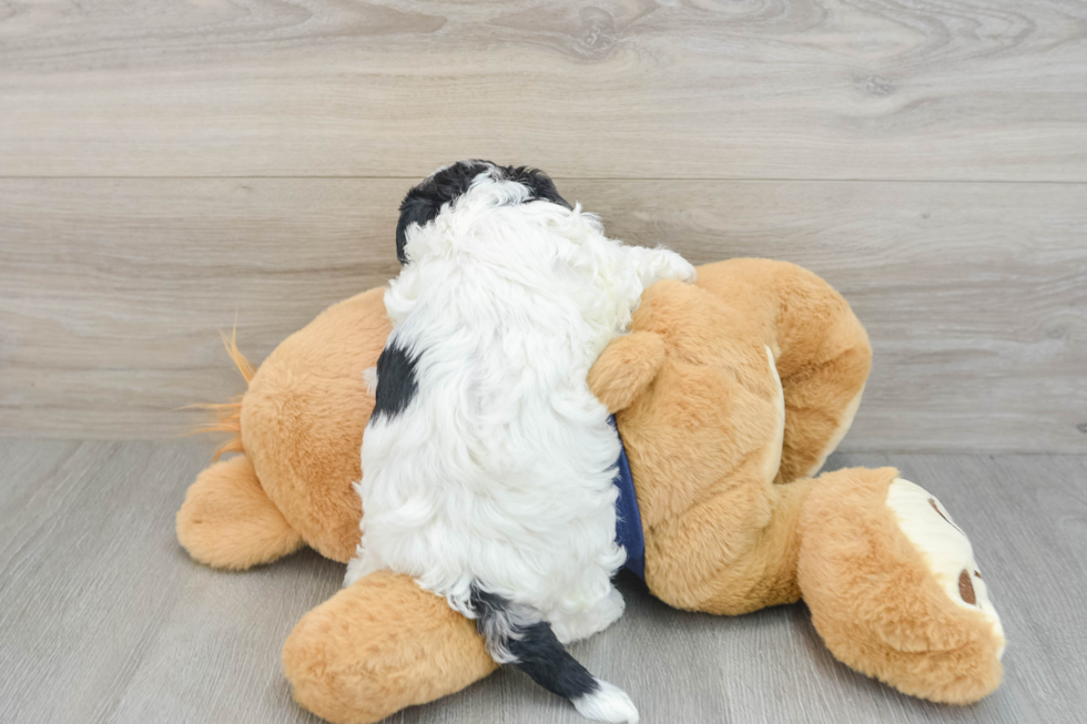 Adorable Havadoodle Poodle Mix Puppy