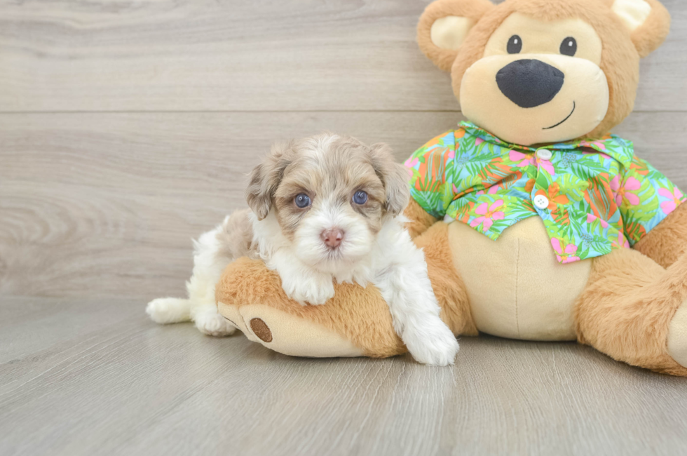 5 week old Havapoo Puppy For Sale - Simply Southern Pups
