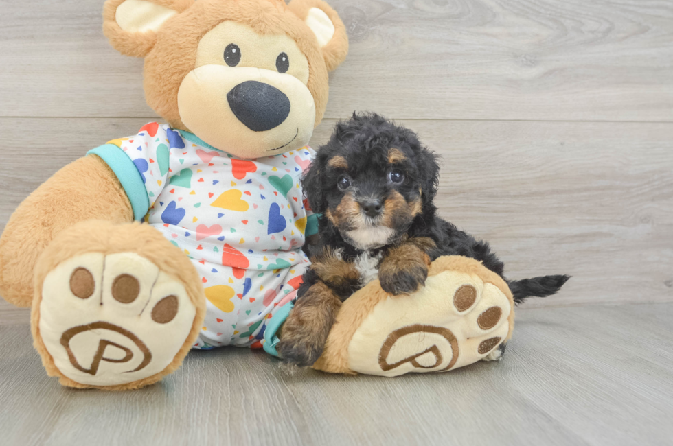 6 week old Havapoo Puppy For Sale - Simply Southern Pups
