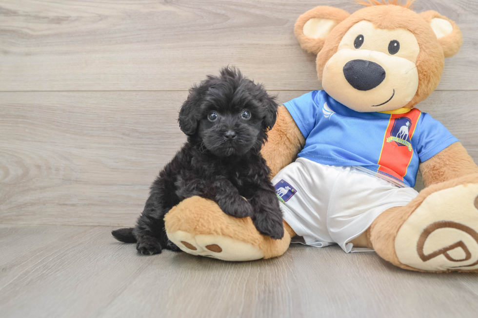 Havapoo Pup Being Cute