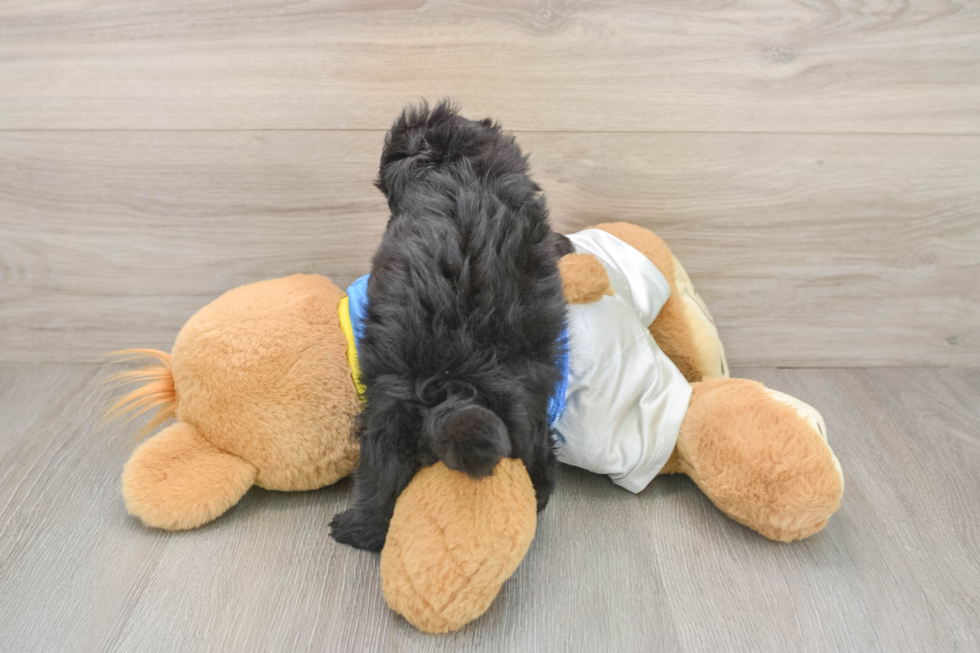 Smart Havapoo Poodle Mix Pup
