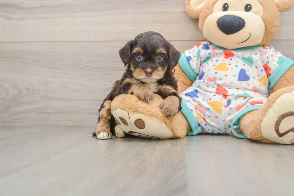 Playful Havadoodle Poodle Mix Puppy