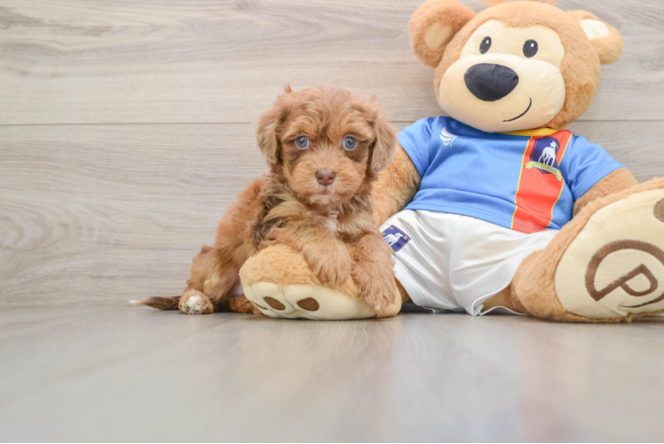 Havapoo Pup Being Cute