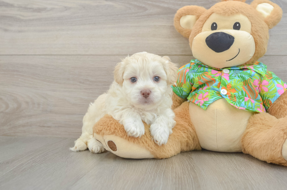 5 week old Havapoo Puppy For Sale - Simply Southern Pups