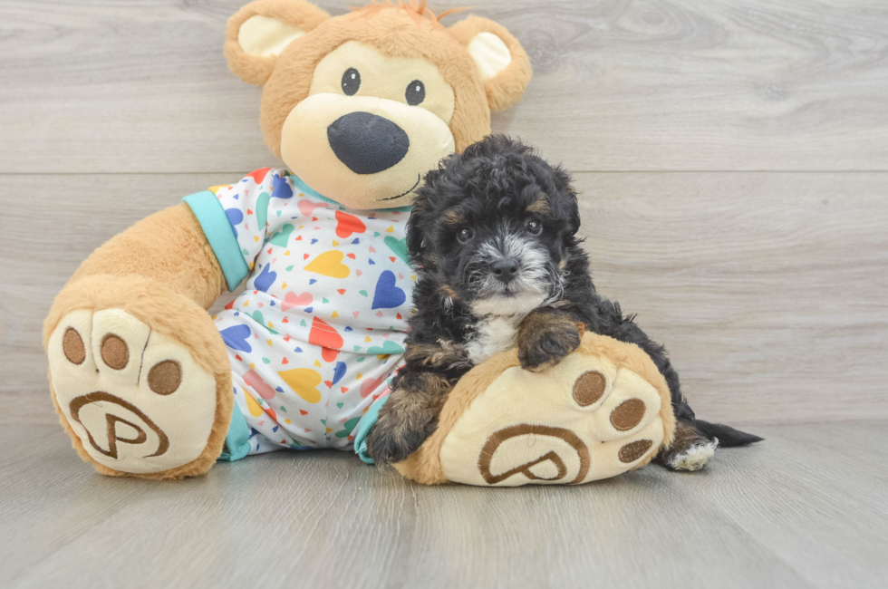 6 week old Havapoo Puppy For Sale - Simply Southern Pups