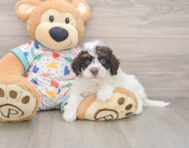 5 week old Havapoo Puppy For Sale - Simply Southern Pups