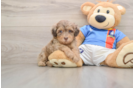 Energetic Havadoodle Poodle Mix Puppy