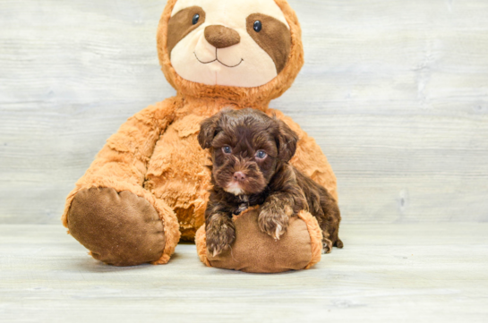 Cute Havapoo Baby