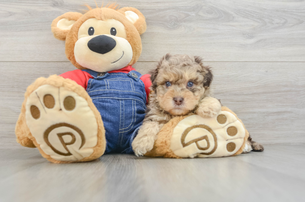 6 week old Havapoo Puppy For Sale - Simply Southern Pups
