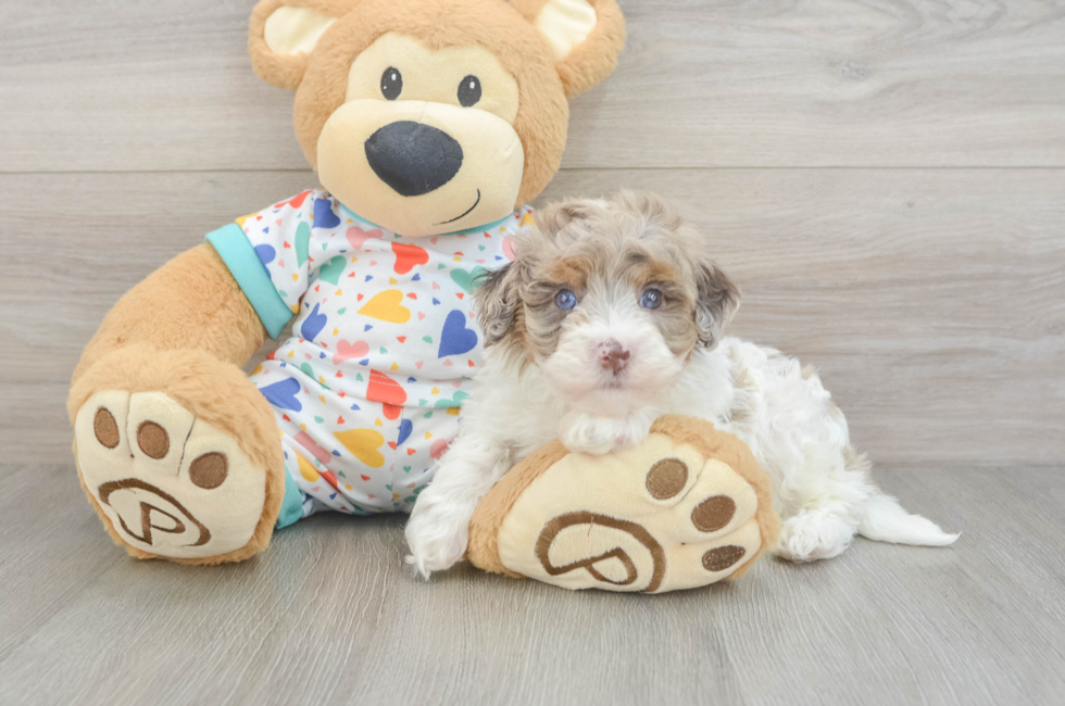 5 week old Havapoo Puppy For Sale - Simply Southern Pups