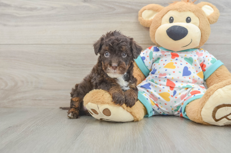 6 week old Havapoo Puppy For Sale - Simply Southern Pups