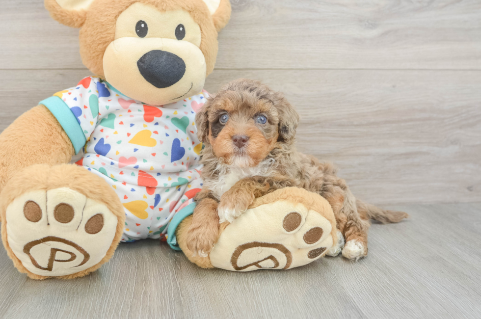 6 week old Havapoo Puppy For Sale - Simply Southern Pups