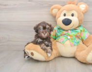 8 week old Havapoo Puppy For Sale - Simply Southern Pups