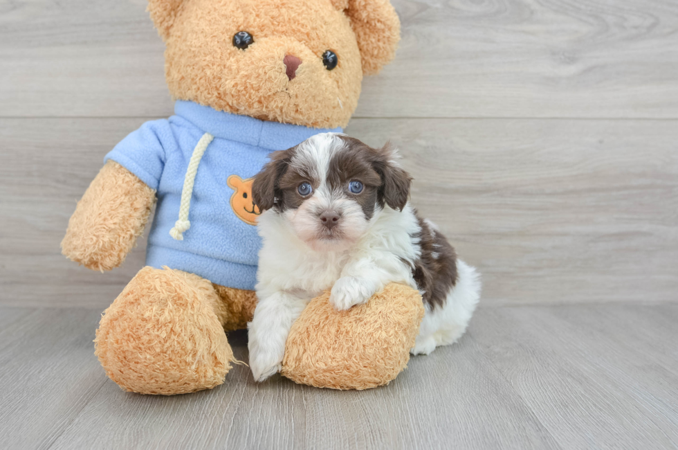7 week old Havapoo Puppy For Sale - Simply Southern Pups