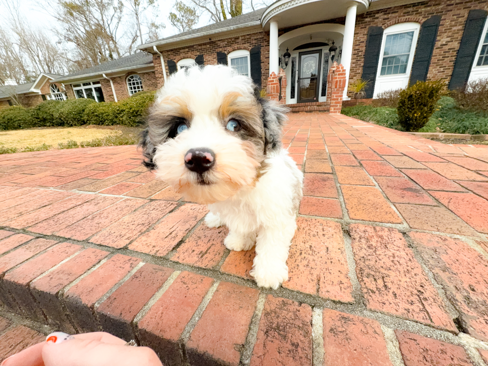 Cute Havadoodle Poodle Mix Puppy