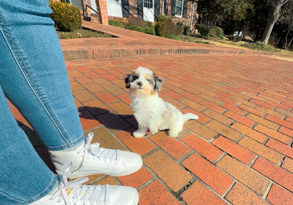 Cute Havadoodle Poodle Mix Puppy