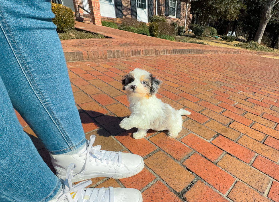 Cute Havadoodle Poodle Mix Puppy