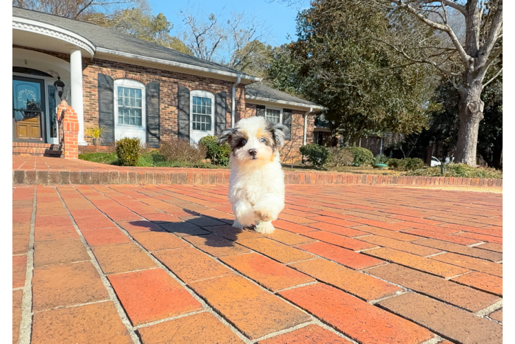 Cute Havapoo Poodle Mix Pup