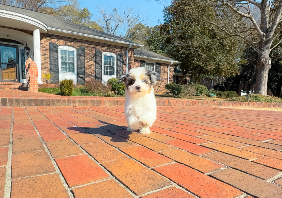 Cute Havapoo Poodle Mix Pup