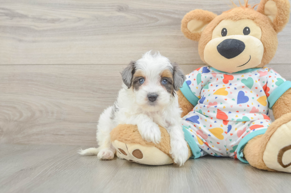 6 week old Havapoo Puppy For Sale - Simply Southern Pups