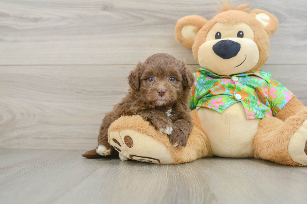 6 week old Havapoo Puppy For Sale - Simply Southern Pups
